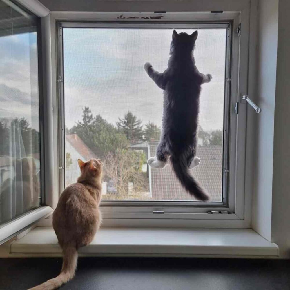 Kedi Sinekliği
